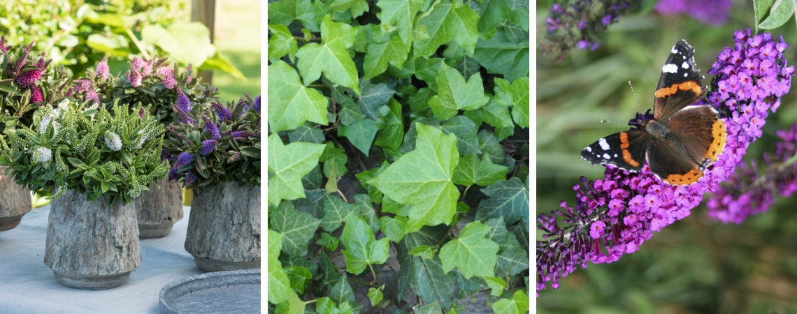 Tuinplanten Kopen - Groencentrum - Inspiratie Voor Uw Tuin